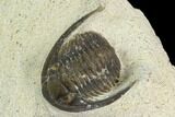 Bargain, Cornuproetus Trilobite Fossil - Morocco #119982-2